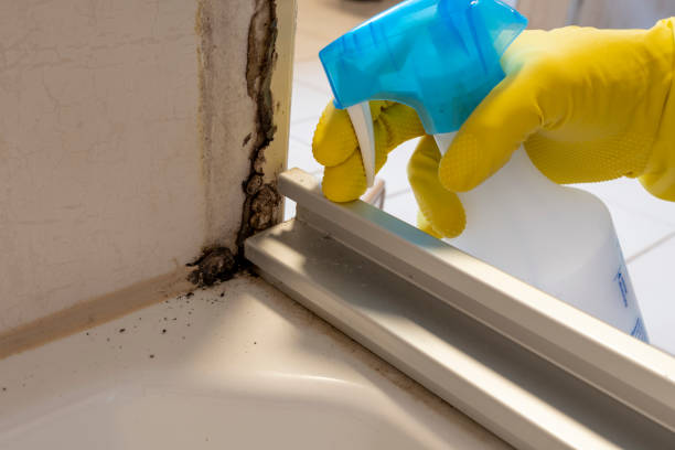 Best Crawl Space Mold Remediation in Camdenton, MO