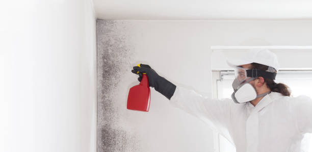 Best Residential Mold Remediation in Camdenton, MO